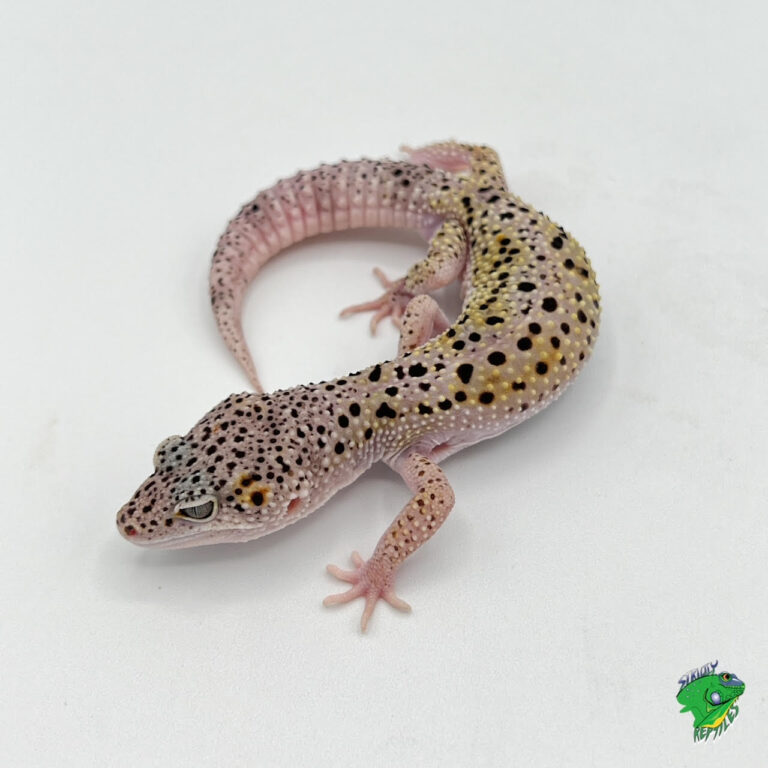 Mack Snow Leopard Gecko - baby - Strictly Reptiles