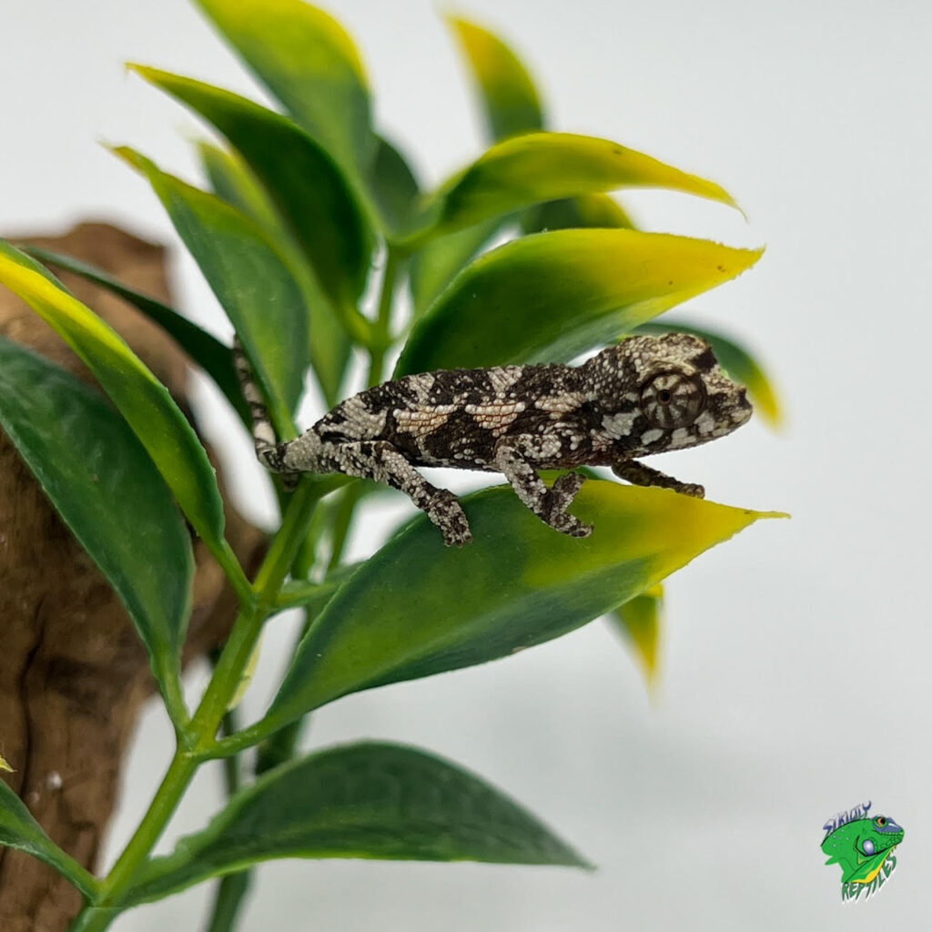 Rainbow Jackson's Chameleon - cb baby - Strictly Reptiles