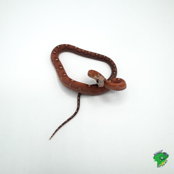 Motley Scaleless Corn Snake - cb baby