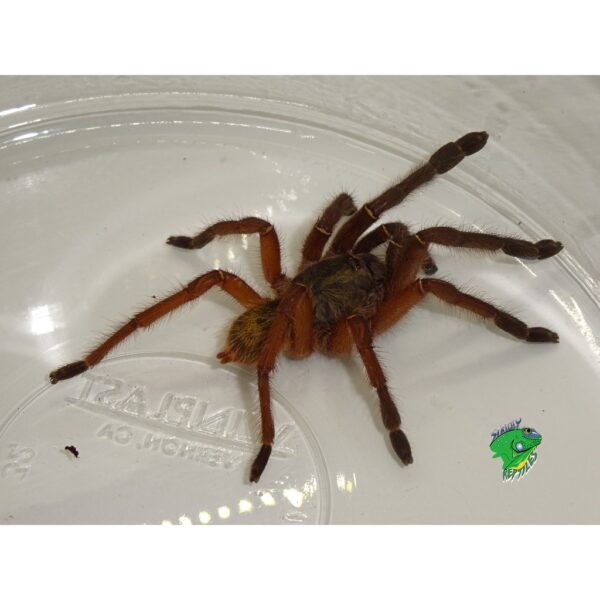 Nigerian Rust Rump Baboon Tarantula - 1 inch - Strictly Reptiles