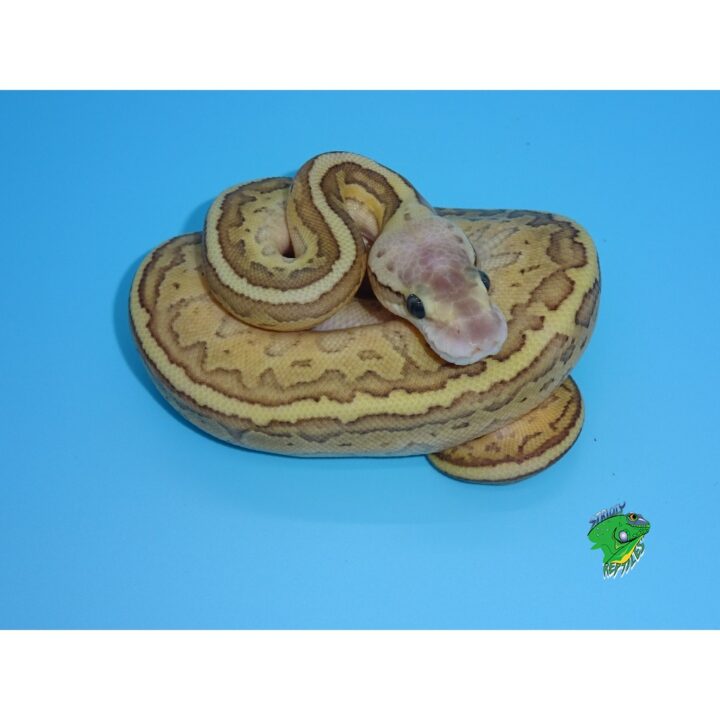 Nuclear Lemon Blast Ball Python - hatchling