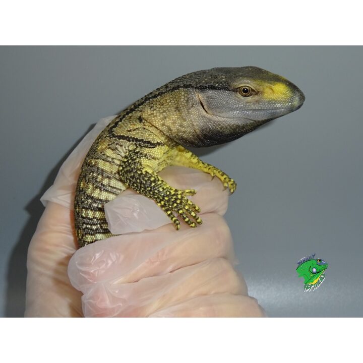 Black Throat Monitor – baby – Strictly Reptiles Inc.