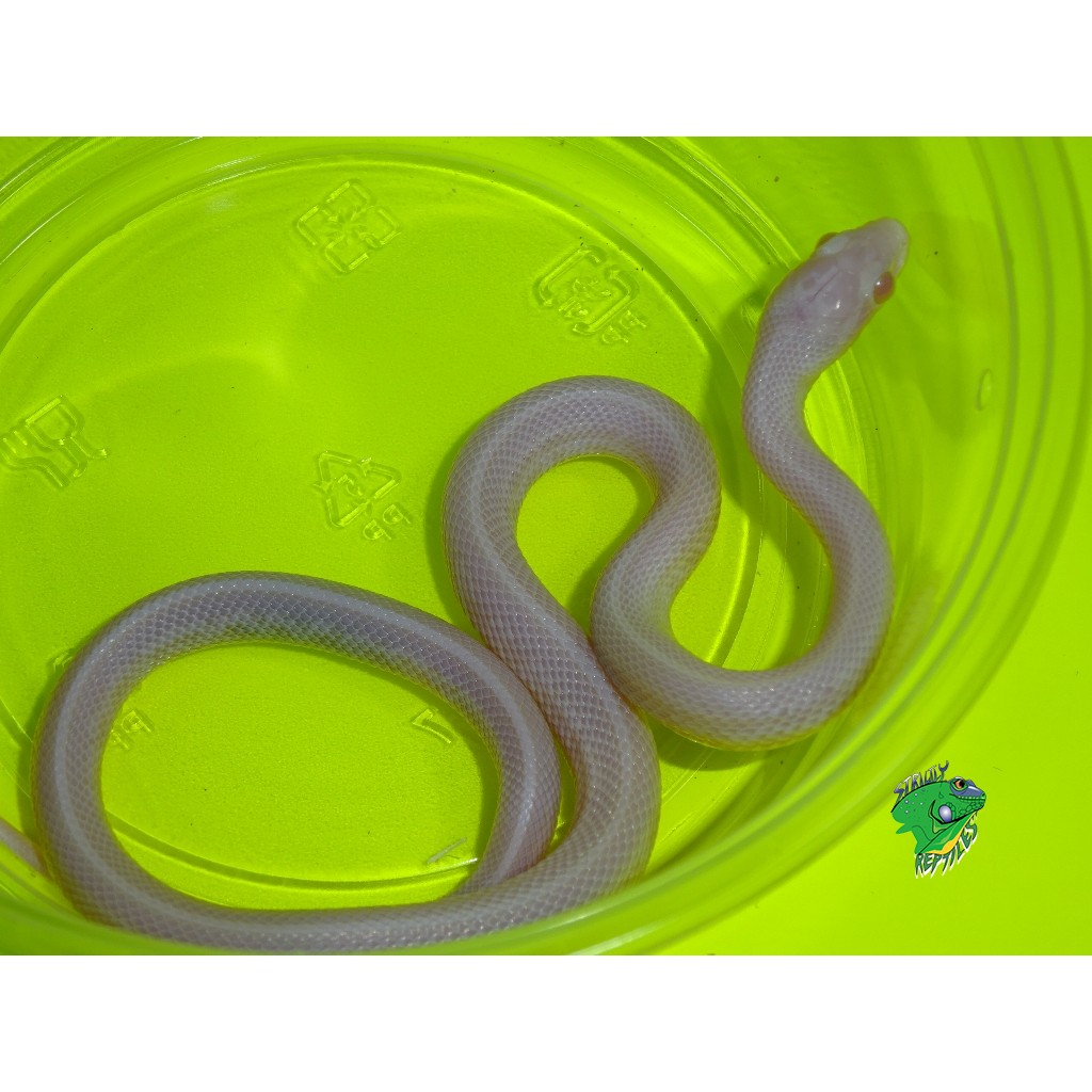 Blizzard Tessera Corn Snake - baby - Strictly Reptiles Inc.