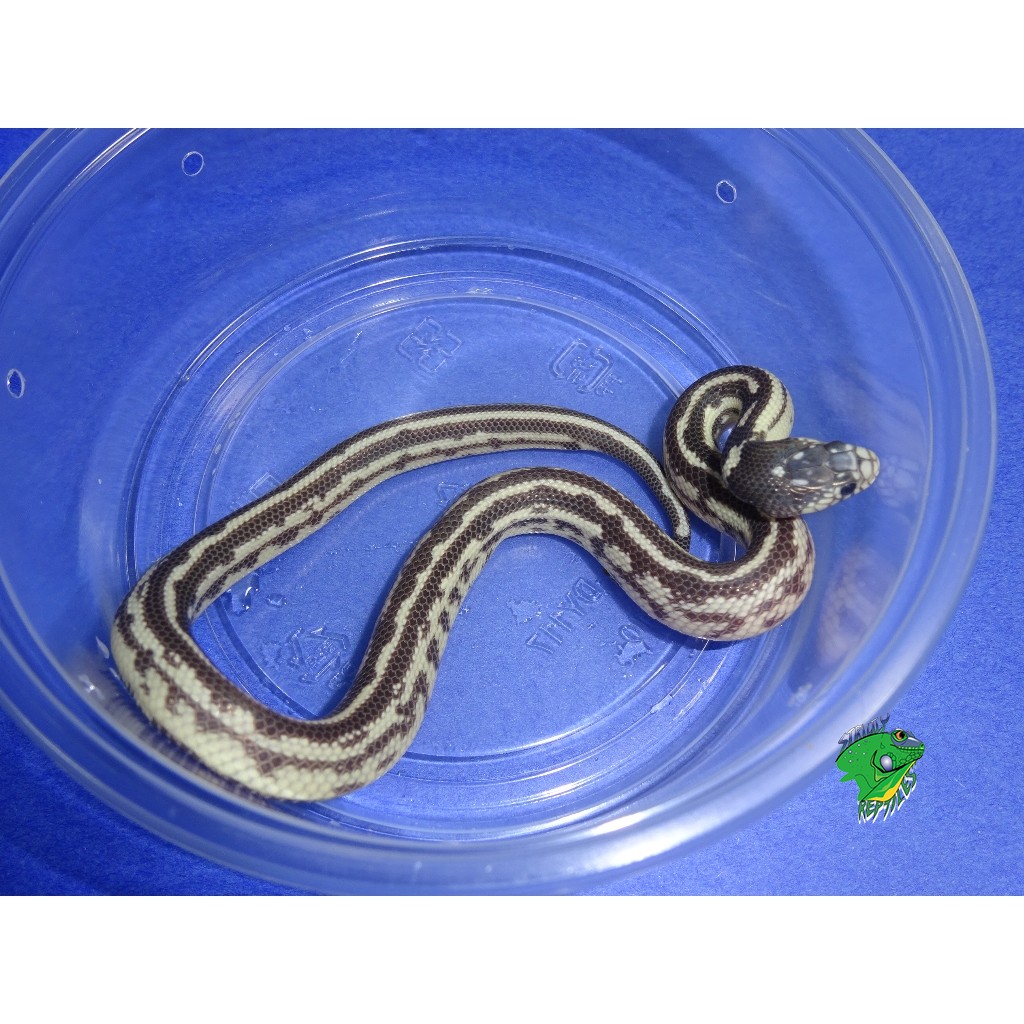 Hypo Striped California Kingsnake - baby - Strictly Reptiles Inc.