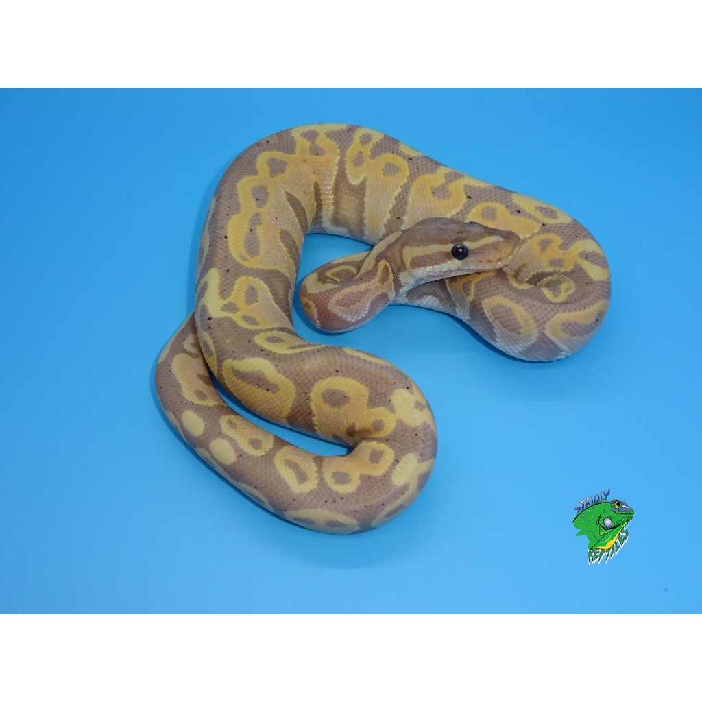 Banana Woma Ball Python - Hatchling - Strictly Reptiles Inc.