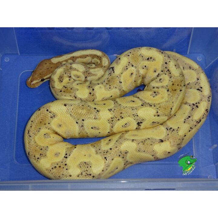 Coral Glow Het Piebald Blast Ball Python - Adult male