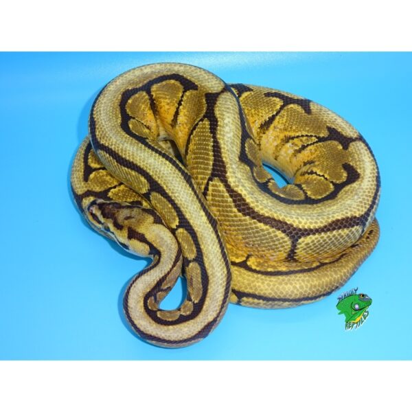 Spider Mocha Yellow Bellied Ball Python - hatchling - Strictly Reptiles