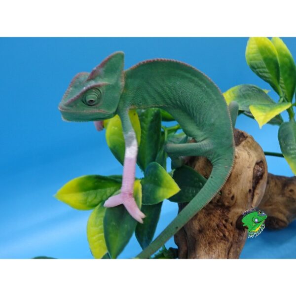 high white translucent veiled chameleon for sale
