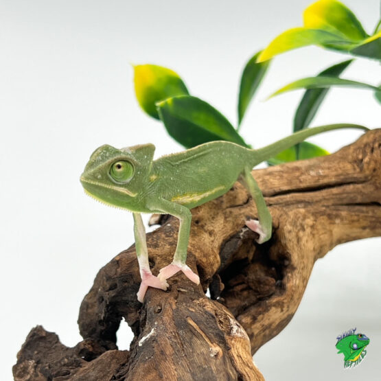 Low White Pied Veiled Chameleon - big baby - Strictly Reptiles