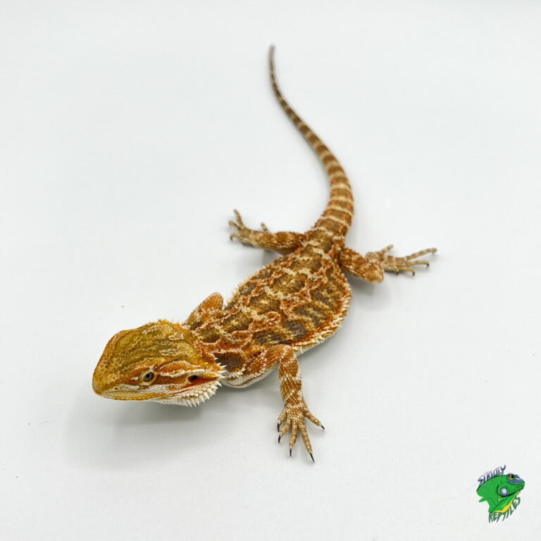 Bearded Dragon – baby – Strictly Reptiles Inc.