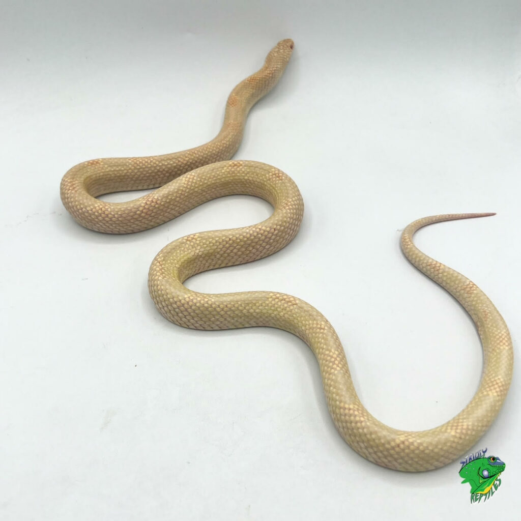 Aberrant High White California Kingsnake - baby - Strictly Reptiles Inc.