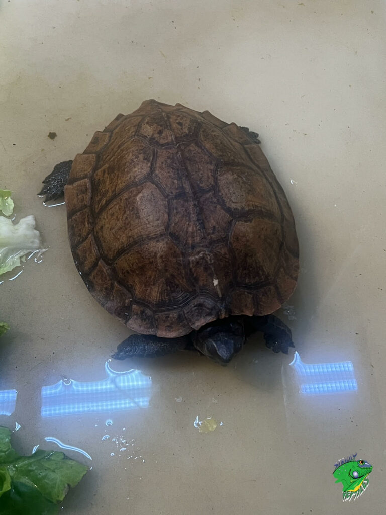 Japanese Pond Turtle - cb baby - Strictly Reptiles