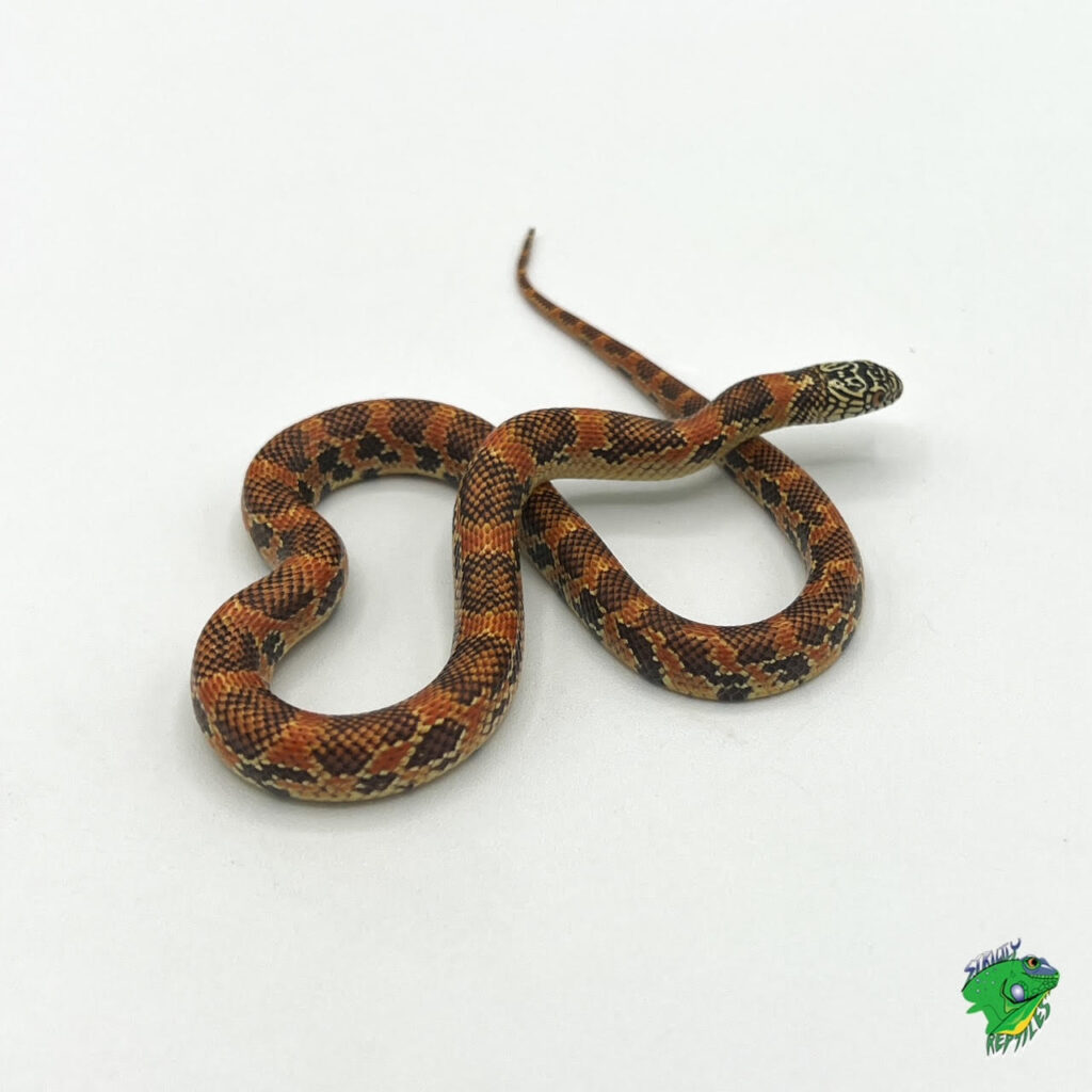 Red Brooks X Florida King Snake - baby - Strictly Reptiles