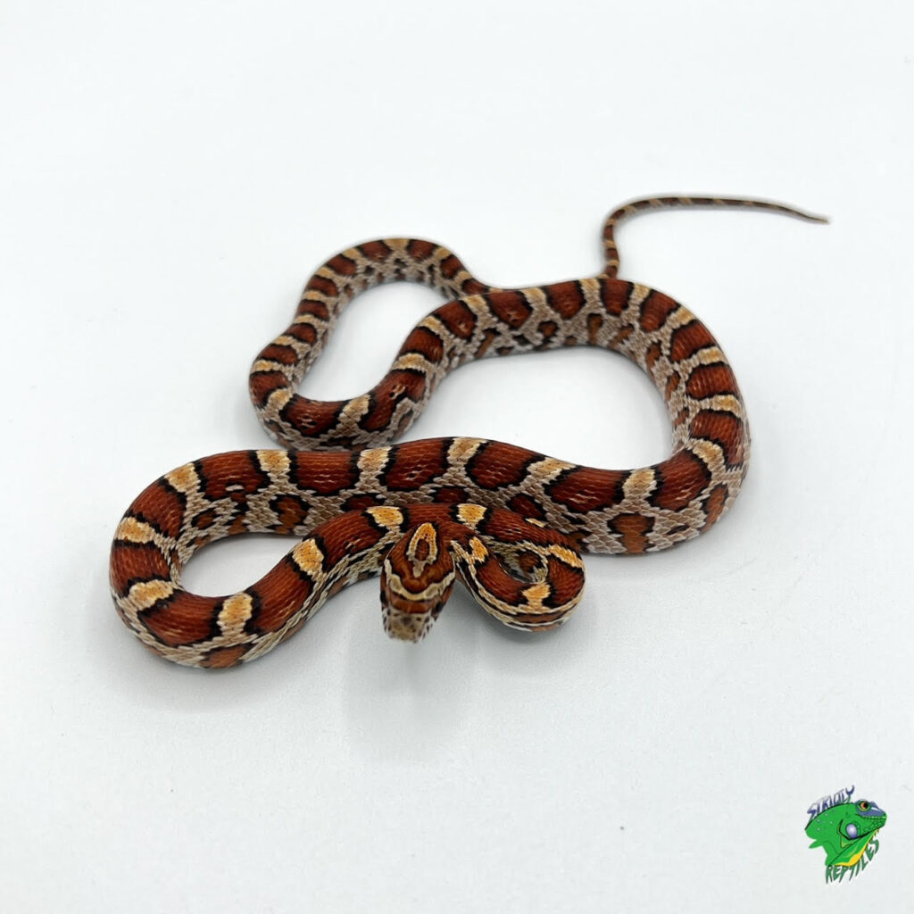 Salmon Snow Corn Snake - Baby - Strictly Reptiles Inc.