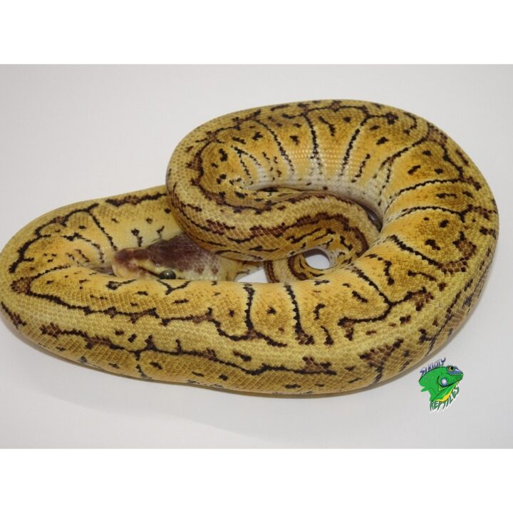 Lemon Blast Chocolate Ball Python - baby