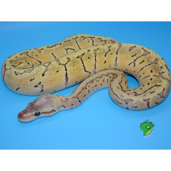 Lemon Blast Fire Ball Python - baby