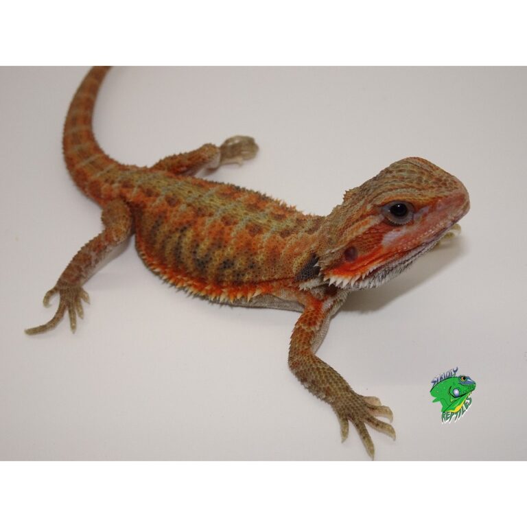 red translucent bearded dragon for sale