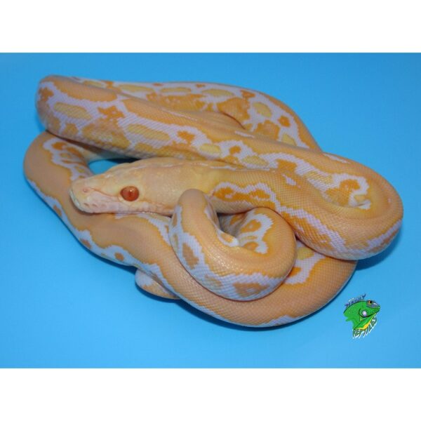 albino burmese python stuffed animal