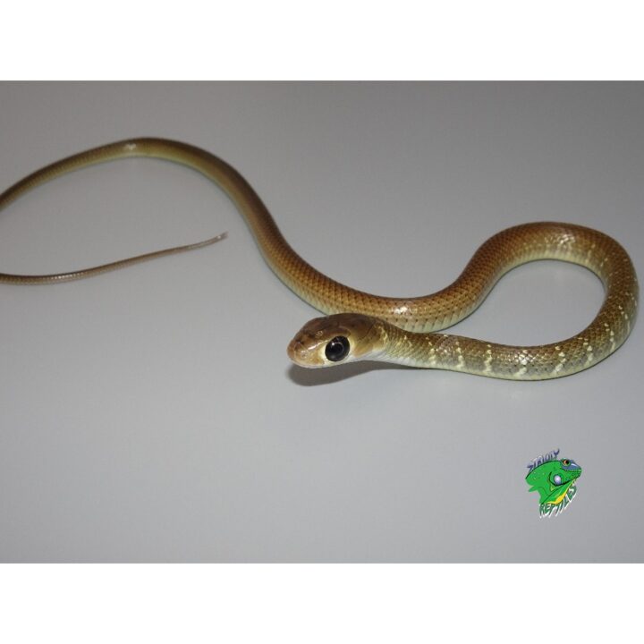 Indo-Chinese Rat Snake - cb babies - Image 2