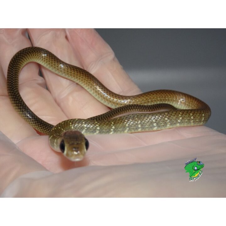 Indo-Chinese Rat Snake - cb babies