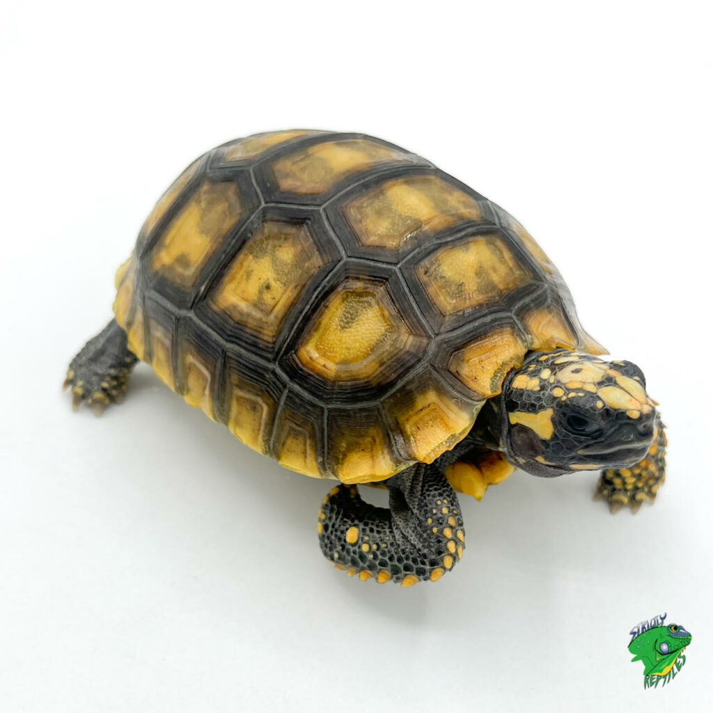 Sulcata Tortoise - cb baby - Strictly Reptiles