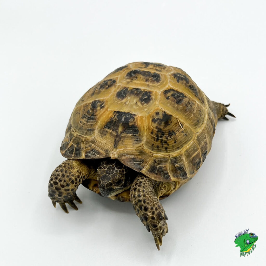 Sulcata Tortoise - Cb Baby - Strictly Reptiles