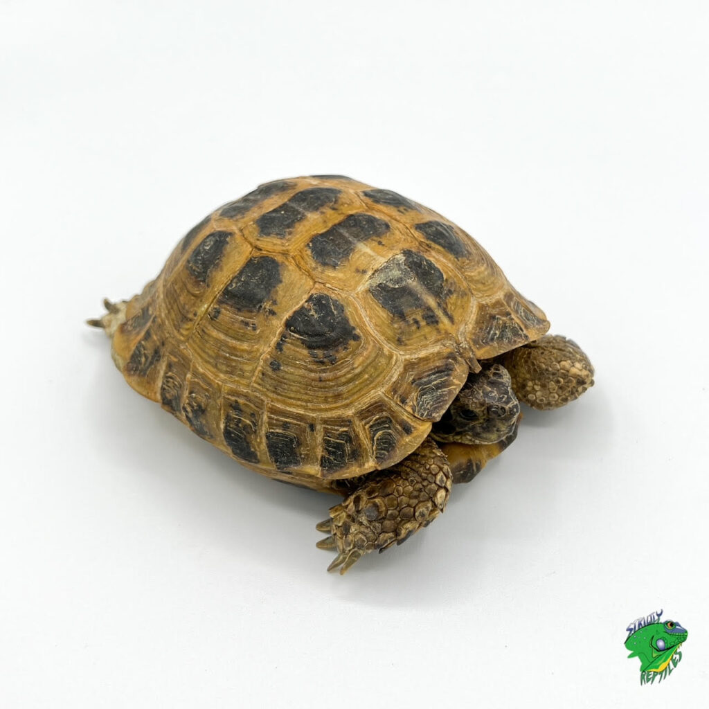 Sulcata Tortoise - Cb Baby - Strictly Reptiles