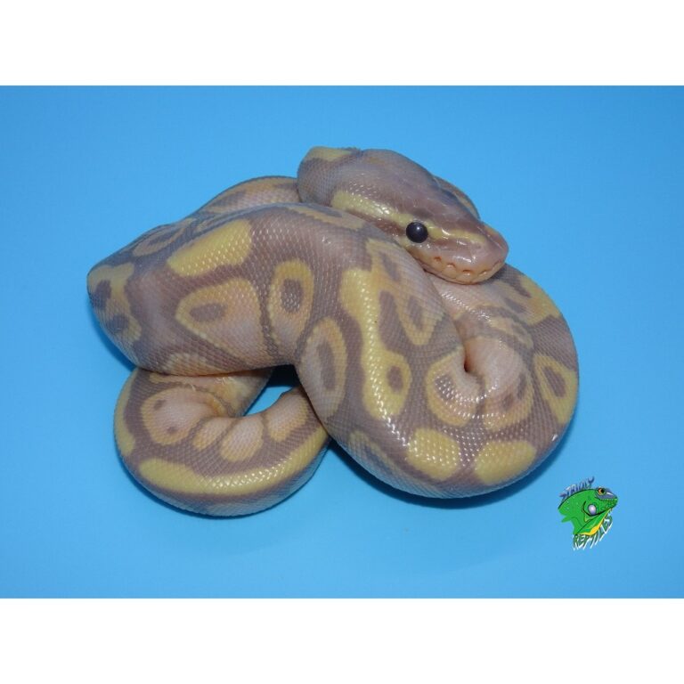 Banana Yellow Belly Ball Python - baby - Strictly Reptiles Inc.