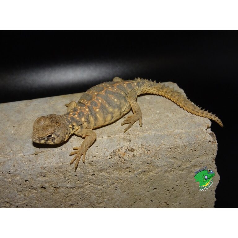 Ocellated Uromastyx - Baby - Strictly Reptiles