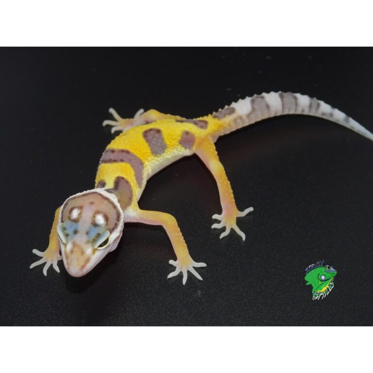 2-Faced Normal Leopard Gecko - baby - Strictly Reptiles