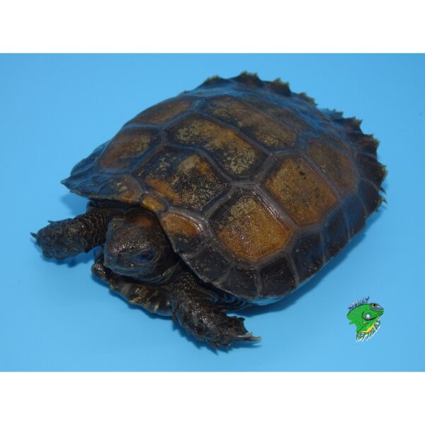 Burmese Black Mountain Tortoise - cb baby - Strictly Reptiles