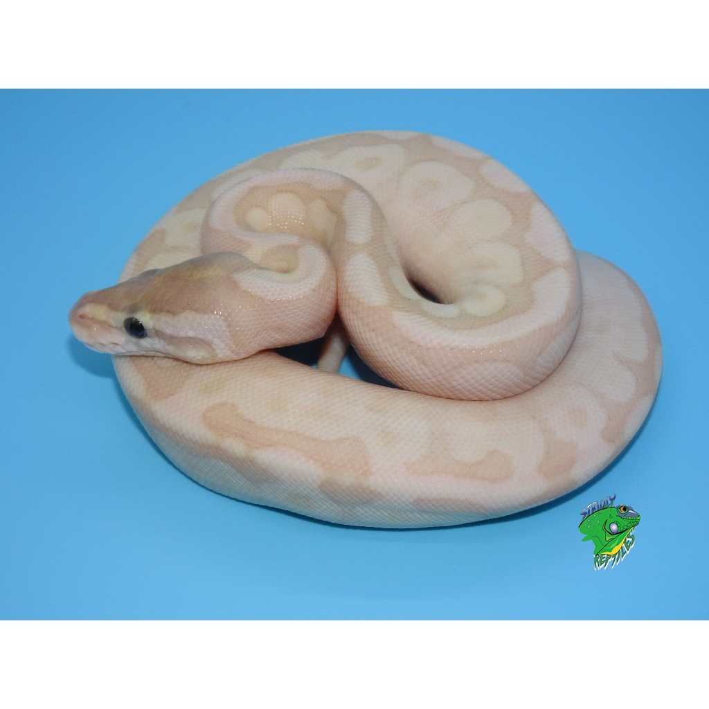 Crystal Ball Python – baby – Strictly Reptiles Inc.