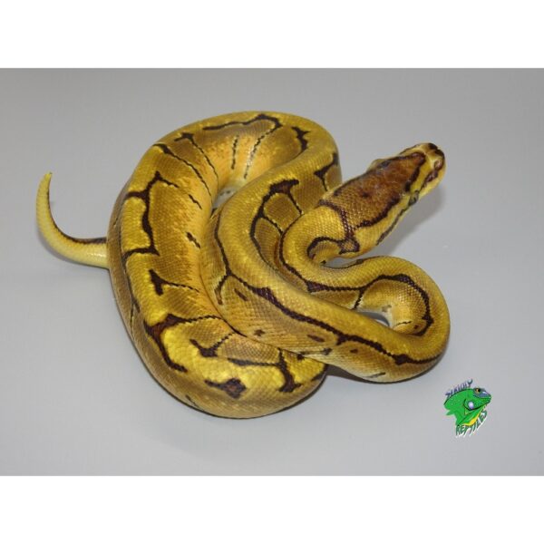 Enchi Pinstripe Orange Dream Ball Python - baby - Strictly Reptiles Inc.