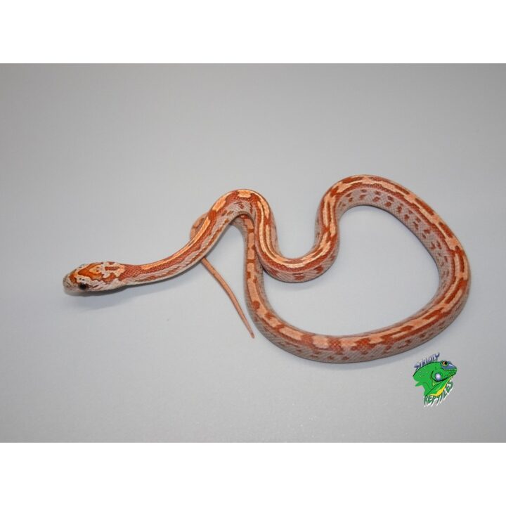 Hypo Tessera Corn Snake - baby