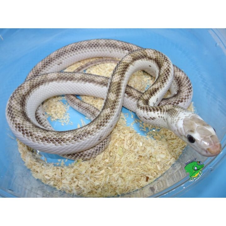 Licorice Rat Snake - Adult Male