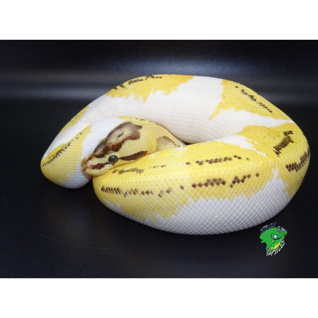 Wholesale Reptiles and Supplies