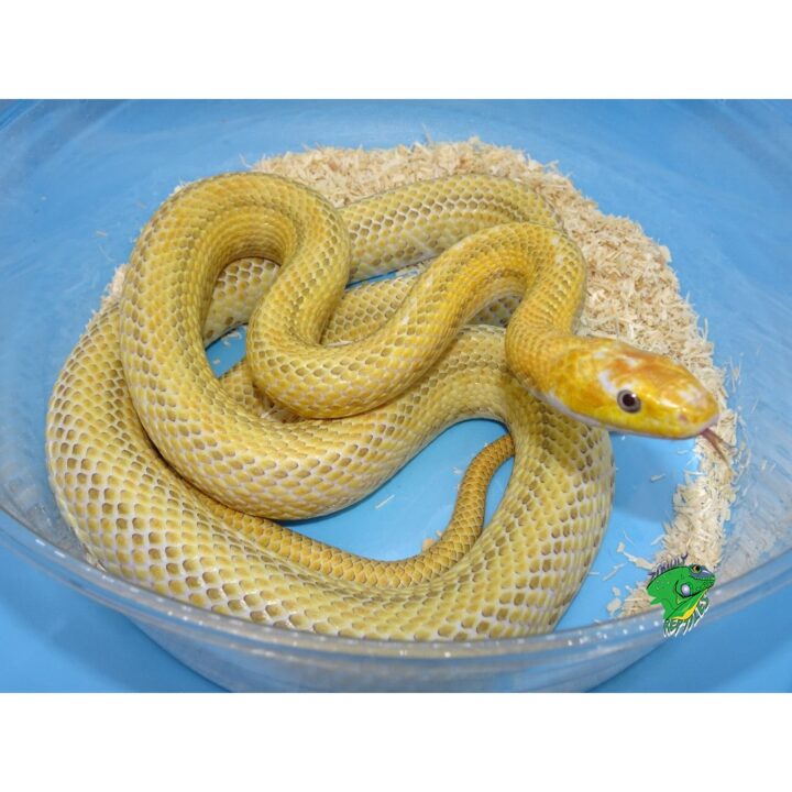 White Sided Yellow Rat Snake - Adult - Strictly Reptiles