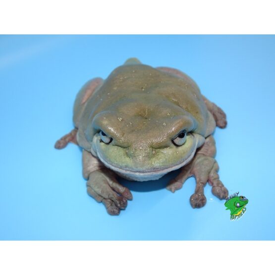 Australian Blue White's Tree Frog - cb baby - Strictly Reptiles Inc.