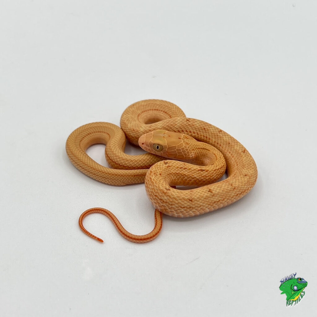 Red Tail Green Rat Snake (Borneo Locality) – juvenile to adult ...