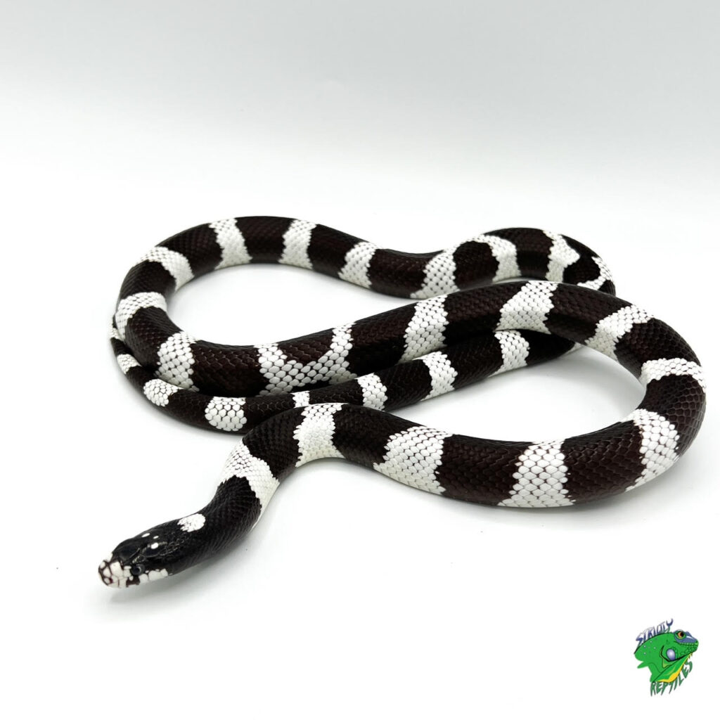 Ruthveni King Snake - cb baby - Strictly Reptiles Inc.