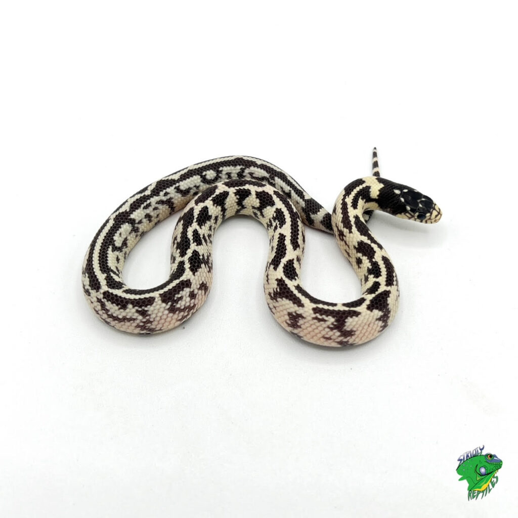 Aberrant High White California Kingsnake - baby - Strictly Reptiles