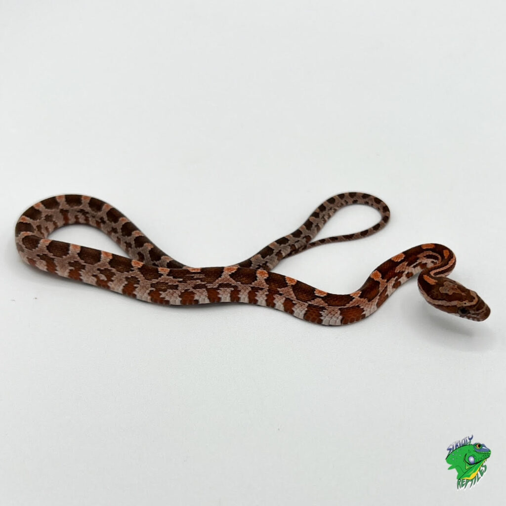 Tessera Snow Corn Snake – baby – Strictly Reptiles Inc.