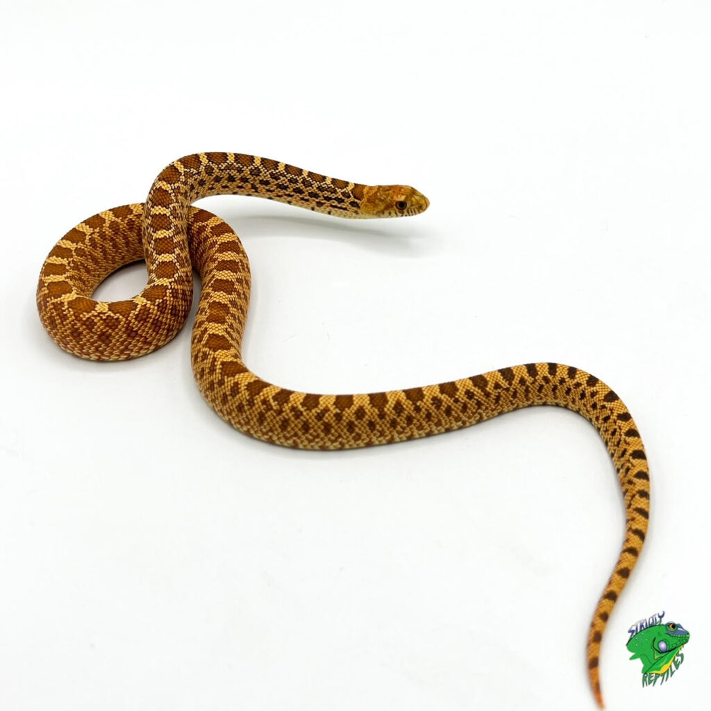 Kingsville Red Bull Snake – cb baby – Strictly Reptiles Inc.