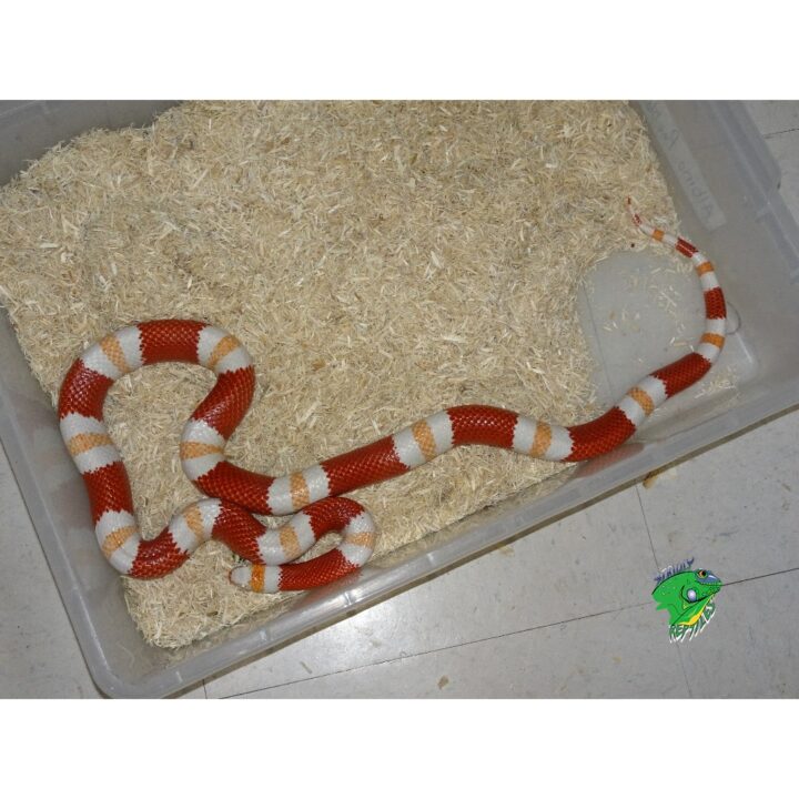 Albino Pueblan Milk Snake - adult