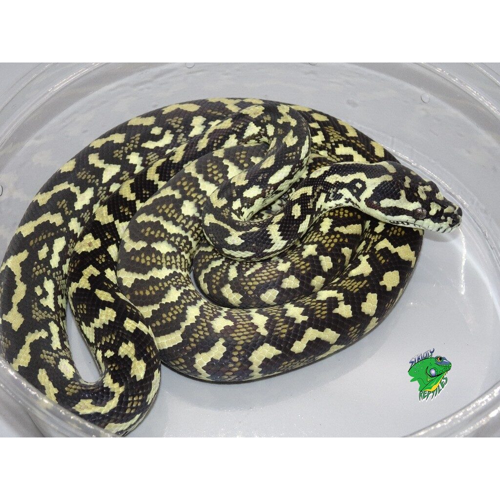 Exotic Reptiles for sale 2021