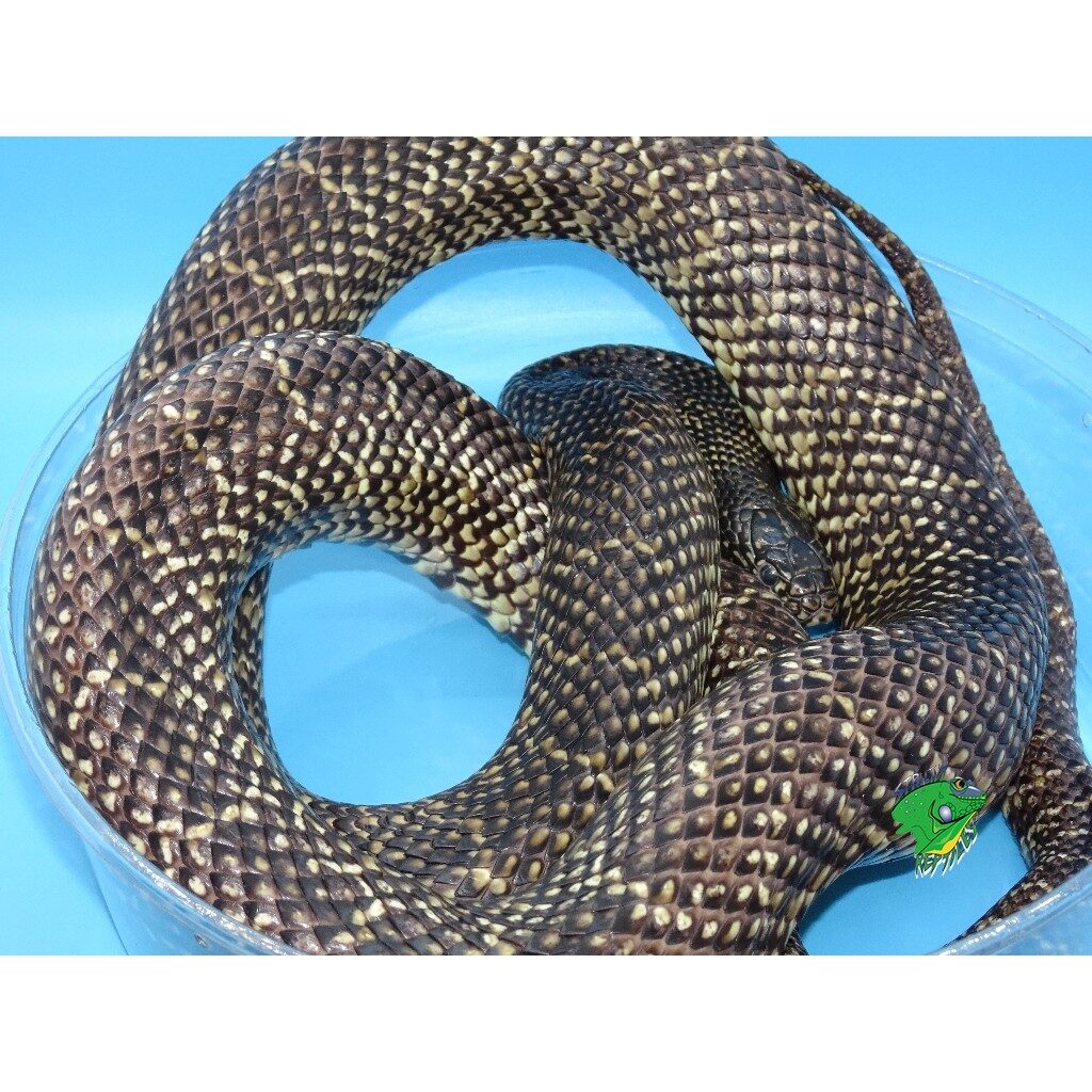 Wholesale Reptile Food Available