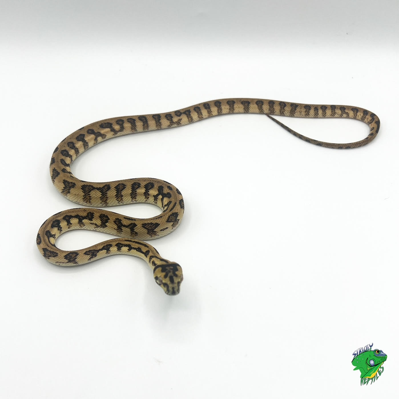 Black Blood Python - baby - Strictly Reptiles Inc.