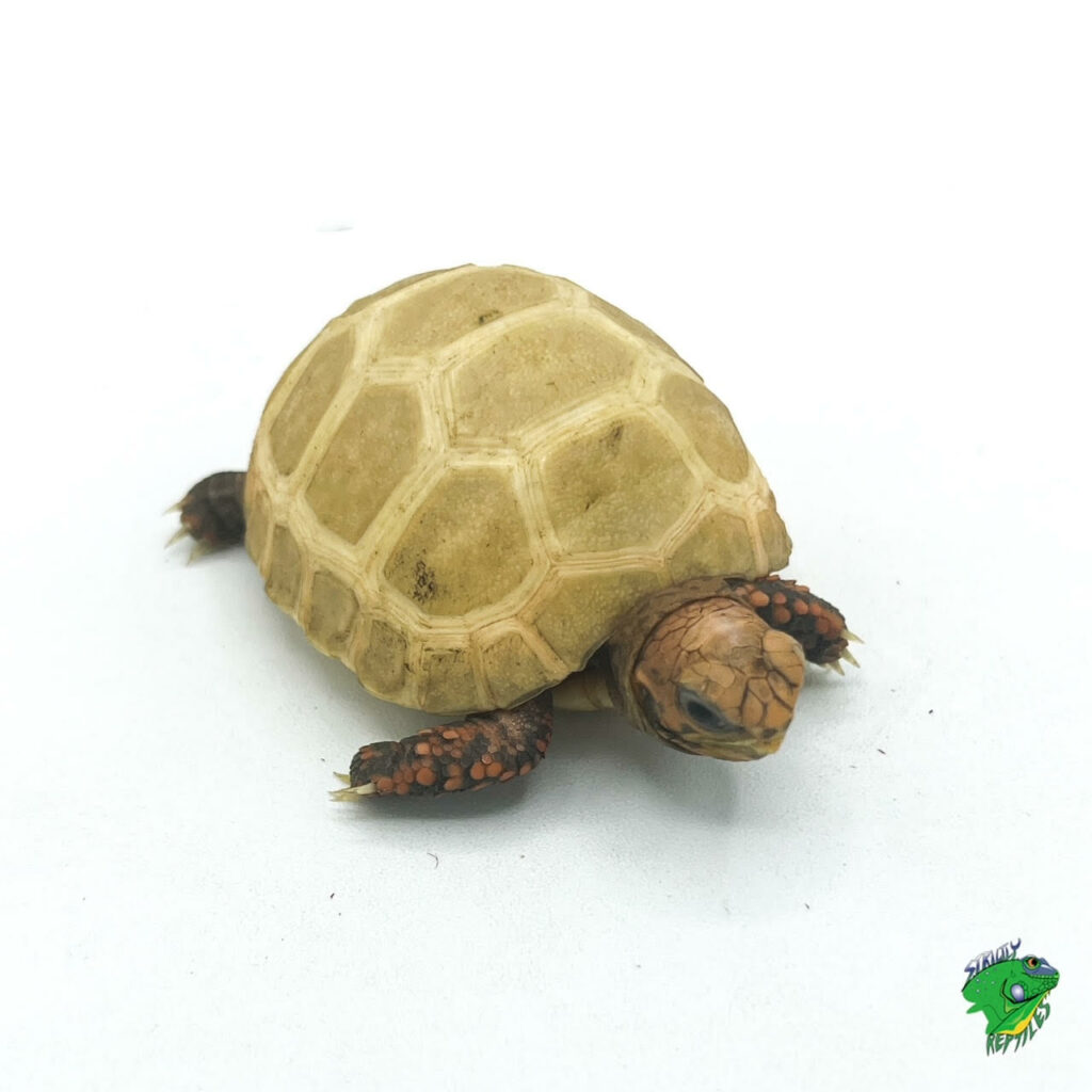 Sulcata Tortoise - cb baby - Strictly Reptiles