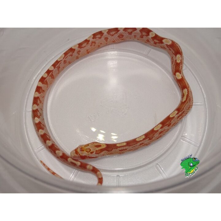 Auratum Motley Corn Snake - baby