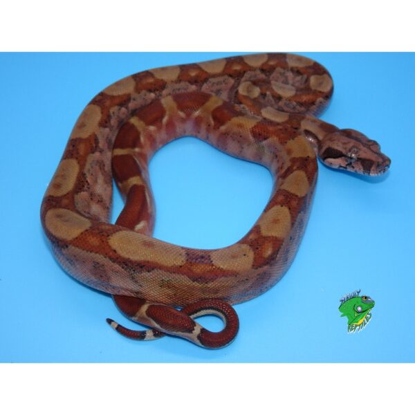 Sunglow Purple Boa - cb baby - Strictly Reptiles Inc.